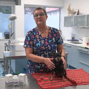 Veterinarski nasvet: Starejši psi in mačke – Iris Selan, dr. vet. med.