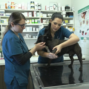 Veterinarski nasvet: Vnetje sklepov pri živalih, Veterina Nabergoj