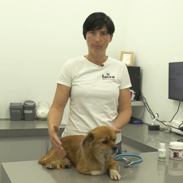 Veterinarski nasvet – respiratorne težave – Tačka veterina