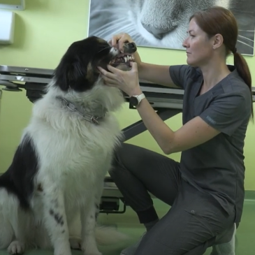 Veterinarski nasvet – Nega pasjih zob – Ana Hudobivnik, dr. vet. med.