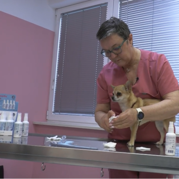 Veterinarski nasvet – Probiotiki za zunanjo uporabo
