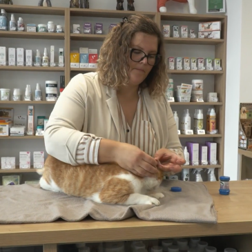 Veterinarski nasvet – Transdermalni CBD – Melisa Veterina