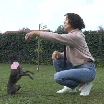 Tri znane Slovenke in njihovi italijanski hrti