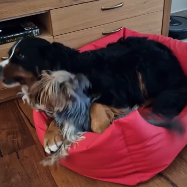 Vragolija Hane in Loti