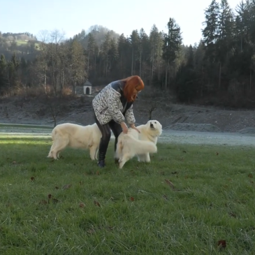 Damjana Jugovic in njeni švicarski ovčarki Quin in Kelly