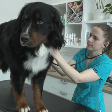 Veterinarski nasvet – Ustna higiena naših kosmatincev