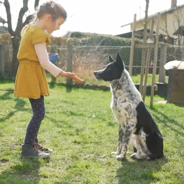 Otroci in živali – Deklica Neža in psički pasme borderski ovčar