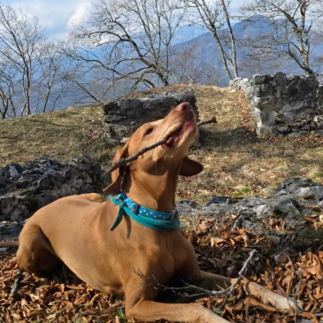 Psička Juna raziskuje Slovenijo – Ajdna nad Potoki