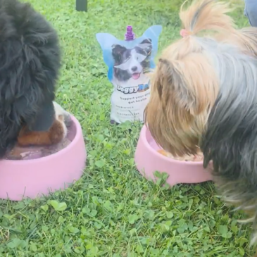 Napitek Doggy Rade za naše kosmatince