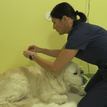 Veterinarski nasvet – aupunktura v veterini