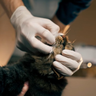 Veterinarski nasvet – Vnetje ustne votline pri mucah